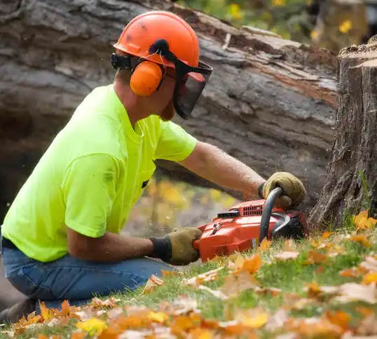 tree services Algoma